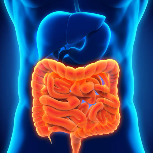 Microbiota Intestinal